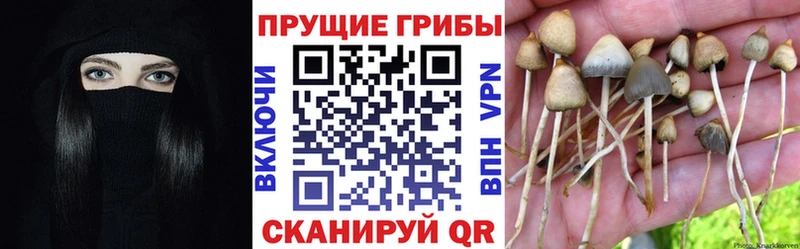 наркота  Сорск  Псилоцибиновые грибы Psilocybine cubensis 